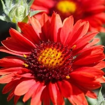 Red Arizona Flower Seeds for Planting - 100 pcs
